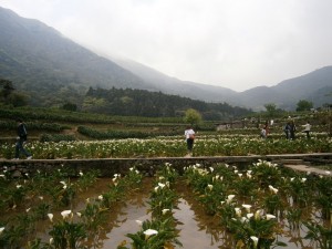 Yangmingshan National Park